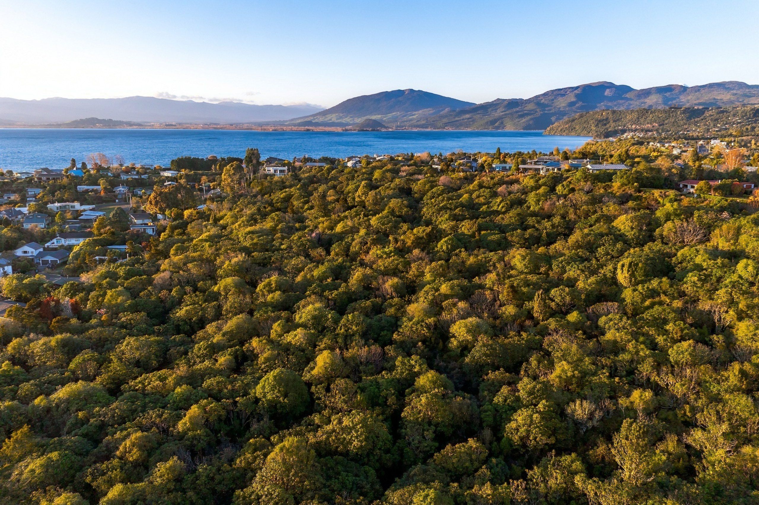 Native bush canopy at Kuratau with Lake Taupō and the hills beyond